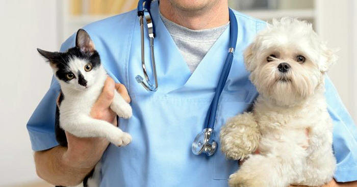 Barueri abrirá agendamento on-line para castração de pets no dia 8 de  novembro